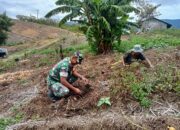 Babinsa Koramil 06/Jagong Bantu Warga Panen Kentang di Desa Paya Dedep