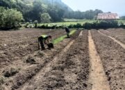 Babinsa Koramil 01 Lut Tawar Ajak Warga Olah Lahan Pertanian untuk Dukung Ketahanan Pangan