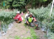 Babinsa Koramil 09/Ketol Bantu Warga Bersihkan Lahan Pertanian Cabai