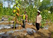 Babinsa Koramil 09/Ketol Jalin Komsos dengan Petani Tembakau di Desa Karang Ampar