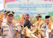 Panen Raya Jagung Kuartal III, Kapolres Aceh Tengah dan Forkopimda Kompak Dukung Swasembada Pangan Nasional