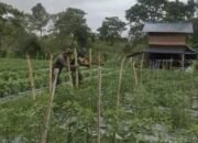 Babinsa Koramil 09/Ketol Bantu Warga Pasang Pancang Tanaman Cabai di Desa Genting Bulen