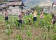 Kapolsek Bintang Bersama Anggota dan Petani Gotong Royong Rawat Lahan Jagung Dukung Ketahanan Pangan