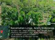 Tidak Hanya Di Tegakan Pinus dan Getah Pinus,PT.THL Bermitra Dengan Masyarakat Mungkur dan PantanNangka,