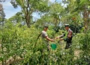 Babinsa Koramil 09/Ketol Bantu Warga Panen Cabai di Desa Gelumpang Payung