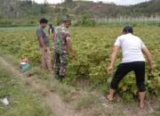 Babinsa Koramil 06/Jagong Ajak Warga Desa Bukit Kemuning Wujudkan Ketahanan Pangan