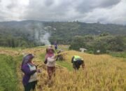 Babinsa Koramil 09/Ketol Bantu Petani Panen Padi di Desa Bah