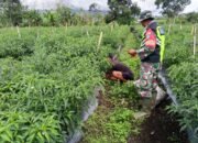 Babinsa Koramil 09/Ketol Bantu Petani Panen Cabai di Desa Buter