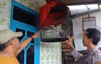 Polsek Mojoagung Berhasil Amankan Pelaku Pencuri Burung