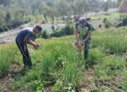 Babinsa Koramil 09/Ketol Bantu Petani Panen Bawang Merah di Desa Jaluk