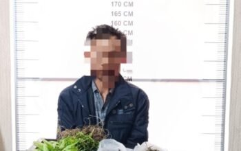 Satresnarkoba Polres Bener Meriah Tangkap Petani Pemilik Ladang Ganja di Desa Nosar Baru