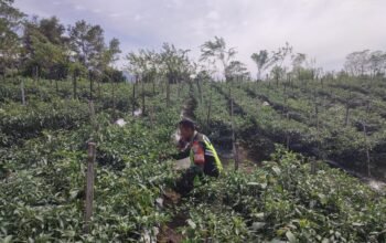 Babinsa Koramil 09/Ketol Bantu Petani Panen Cabai di Desa Bah