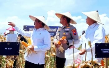 Menteri Imipas Agus Andrianto Panen 45 Ton Jagung di Sidoarjo: Wujud Nyata Sinergi dan Ketahanan Pangan Nasional