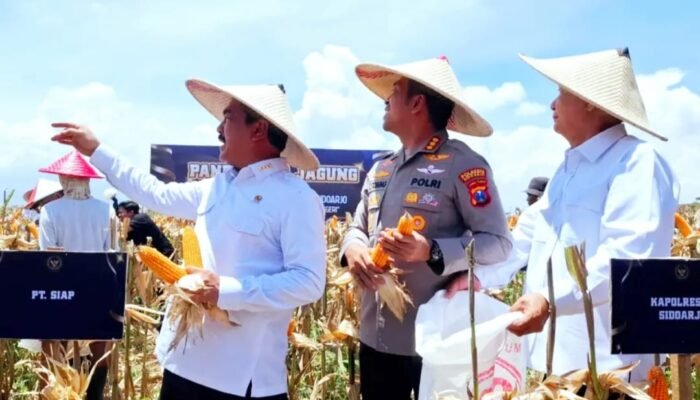 Menteri Imipas Agus Andrianto Panen 45 Ton Jagung di Sidoarjo: Wujud Nyata Sinergi dan Ketahanan Pangan Nasional