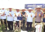 Menteri Imipas Agus Andrianto Panen 45 Ton Jagung di Sidoarjo: Wujud Nyata Sinergi dan Ketahanan Pangan Nasional
