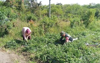 Babinsa Koramil 06/Jagong Laksanakan Program Ketahanan Pangan Bersama Warga Desa Gegarang