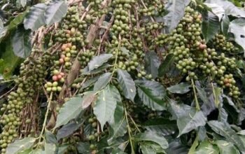 Harga Kopi Arabika Gayo di Bener Meriah Tembus Rp30 Ribu Per Bambu