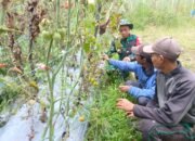 Babinsa Koramil 09/Ketol Dampingi Petani Tomat Atasi Serangan Hama di Desa Jaluk Tengah
