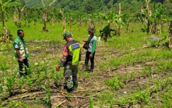 Babinsa Koramil 09/Ketol Dampingi Petani Tangani Serangan Ulat Daun pada Tanaman Jagung di Desa Bergang