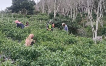 Babinsa Koramil 09/Ketol Bantu Petani Panen Cabai di Desa Blang Mancung Bawah