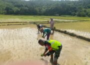 Babinsa Koramil 05/Linge Dampingi Tanam Perdana Padi Dukung Ketahanan Pangan Nasional di Aceh Tengah