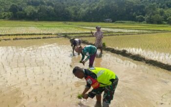 Babinsa Koramil 05/Linge Dampingi Tanam Perdana Padi Dukung Ketahanan Pangan Nasional di Aceh Tengah