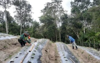 Babinsa Koramil 09/Ketol Bantu Petani Tanam Cabai, Dukung Ketahanan Pangan Nasional