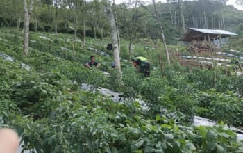 Babinsa Koramil 07/Atu Lintang Beri Motivasi dan Pendampingan Ketahanan Pangan di Desa Merah Muyang