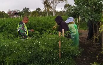Babinsa Koramil 09/Ketol Dampingi Petani Panen Cabai Merah di Desa Buter