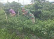 Babinsa Koramil 09/Ketol Bantu Warga Panen Cabai Merah di Desa Buge Ara