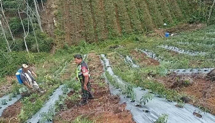 Babinsa Atu Lintang Dampingi Petani Rawat Tanaman Cabai, Dorong Ketahanan Pangan di Desa Pantan Damar