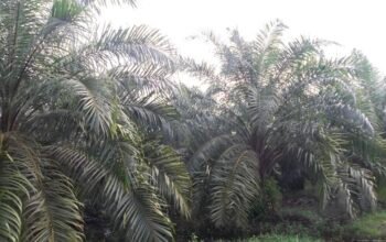 LSM AMC Bongkar Dugaan Persekongkolan Pengusaha, Aparat Desa, dan KPH 3 