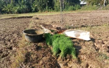 Sawah Mengering, Petani Tercekik: Irigasi Leubok Guha Hancur Pascabanjir, Tak Kunjung Diperbaiki