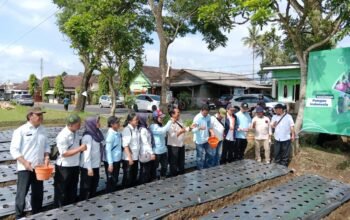 Kelompok JATAM Desa Codoh Terobosan Budidaya Bawang Merah Tahan Hujan Lebat, Perkuat Ketahanan Pangan Petani