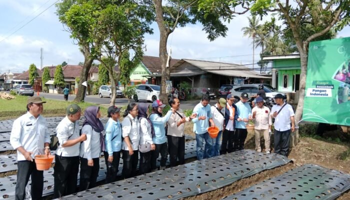 Kelompok JATAM Desa Codoh Terobosan Budidaya Bawang Merah Tahan Hujan Lebat, Perkuat Ketahanan Pangan Petani