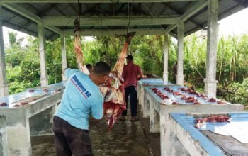 Bangkit Pascabanjir, KPA Geureudong Pase Sembelih 3 Sapi, Santuni 185 Anak Yatim Jelang Ramadan