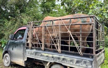 Salurkan 22 Sapi untuk Warga Aceh Tamiang, Hidupkan Tradisi Meugang Pascabanjir