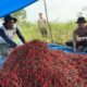 Panen Cabai Bareng Polisi di Timang Gajah, Sinergi Dukung Ketahanan Pangan Bener Meriah
