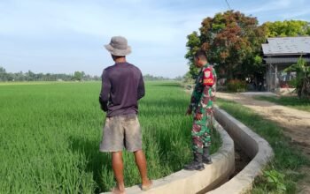 Serka Budi Gunawan Memantauan Perkembangan Tanaman Padi Milik Warga