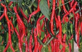 Harga Cabai Anjlok di Bener Meriah, Petani Terjepit Biaya Tinggi dan Disparitas Pasar