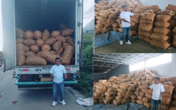 Rumah Tani Nusantara Kirim 60 Ton Kentang ke Jakarta, Harga Petani Gayo Terdongkrak Pasca Banjir
