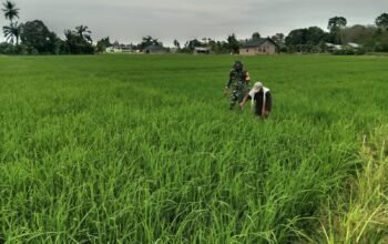 Sertu Tri Susilo: Pendampingan Yang Di Lakukan Untuk Meningkatkan Swasembada Pangan Nasional