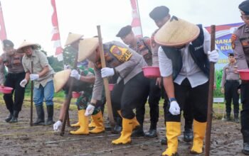 Penanaman Jagung Serentak Kuartal I 2026 Digelar di Jombang, Dukung Target Swasembada Jagung Nasional