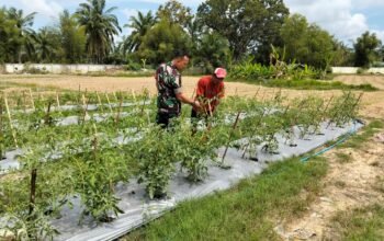 Babinsa Manyak Payed Dampingi Petani Rawat Tanaman Cabai, Dorong Semangat dan Peningkatan Ekonomi Warga