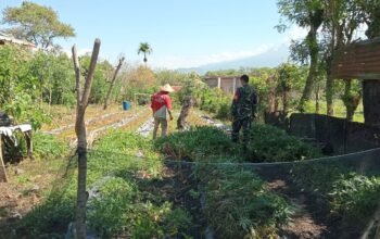 Babinsa Koramil 09/Ketol Laksanakan Hanpangan, Bersihkan Lahan Ubi Cilembu Milik Warga