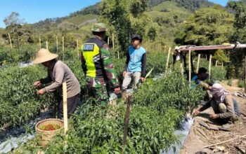 Babinsa Koramil 05/Linge Laksanakan Komsos Bersama Petani Cabai di Desa Gemboyah