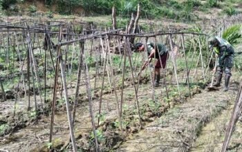 Babinsa Serda Afriyanto Bantu Petani Bersihkan Kebun Kacang Panjang di