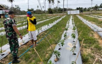 Babinsa Manyak Payed Dampingi Petani Cabai, Dorong Pemulihan Ekonomi Pascabanjir
