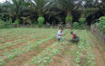 Babinsa Tamiang Hulu Turun ke Kebun, Koptu Eko Bantu Petani Bersihkan Lahan Kacang Hijau