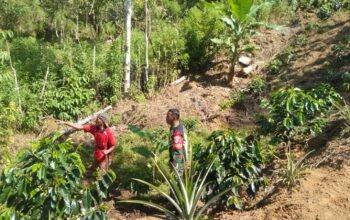 Babinsa Koramil 05/Linge Dampingi Warga Kute Baru Rawat Tanaman Kopi